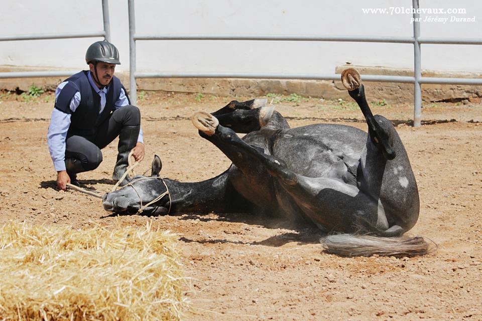 Dloul (Arabe Barbe, 4 ans) et Hicham Hamda