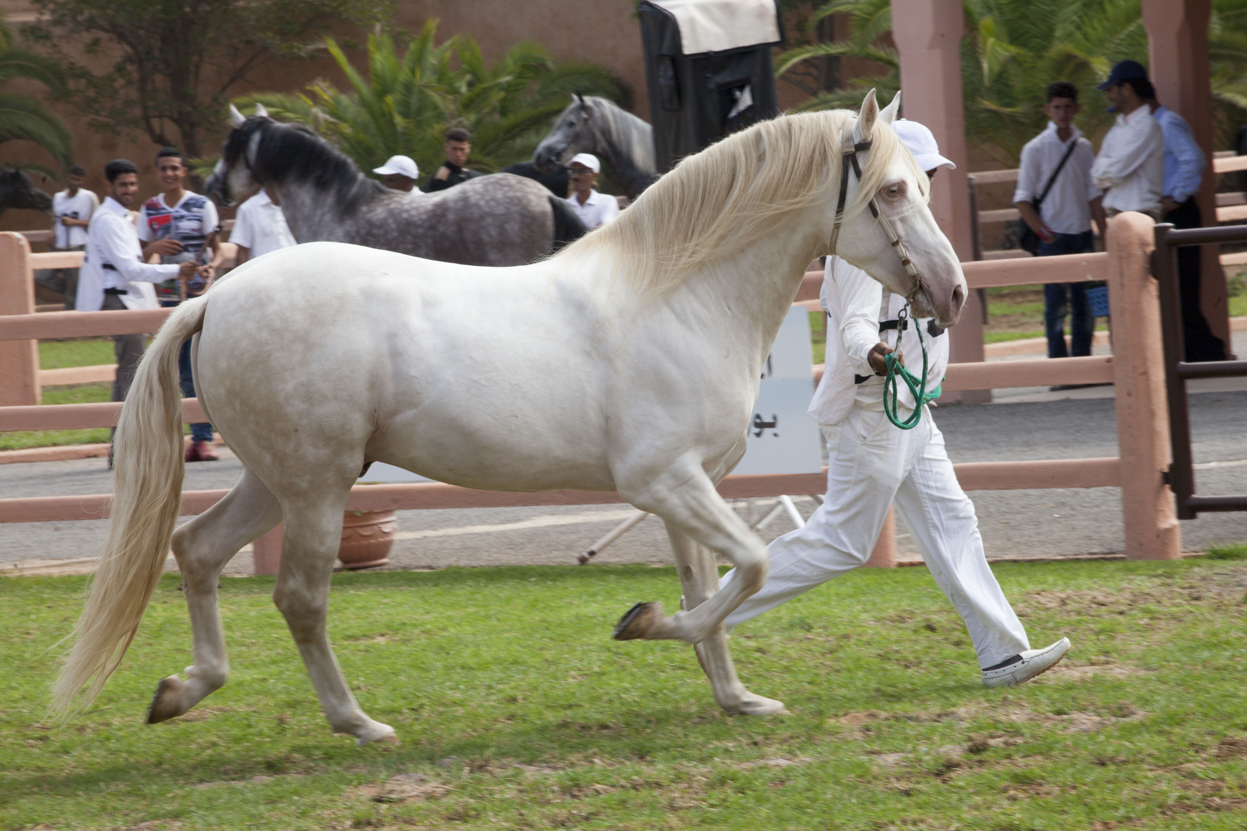 Concours d'élevage 