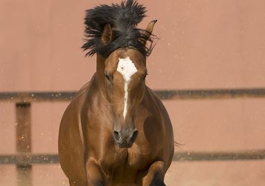 Les races de chevaux au maroc