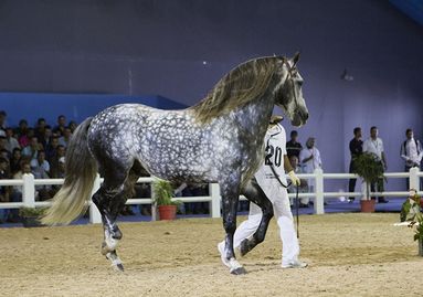 Salon du cheval